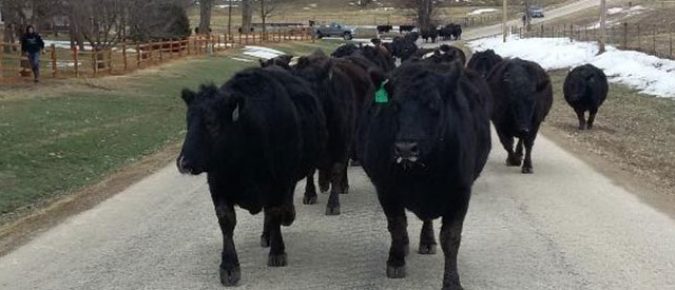 Culling Considerations for Beef Cow-Calf Herd