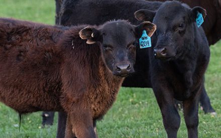 three dark beef calves