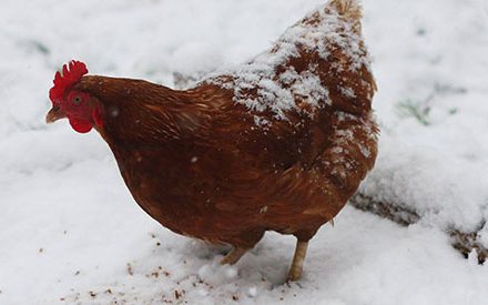 hen standing in snow