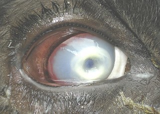 How to Care for Pink Eye in Cattle