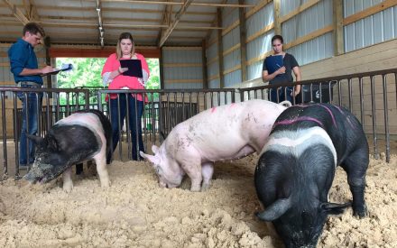 youth watching over pigs in pen