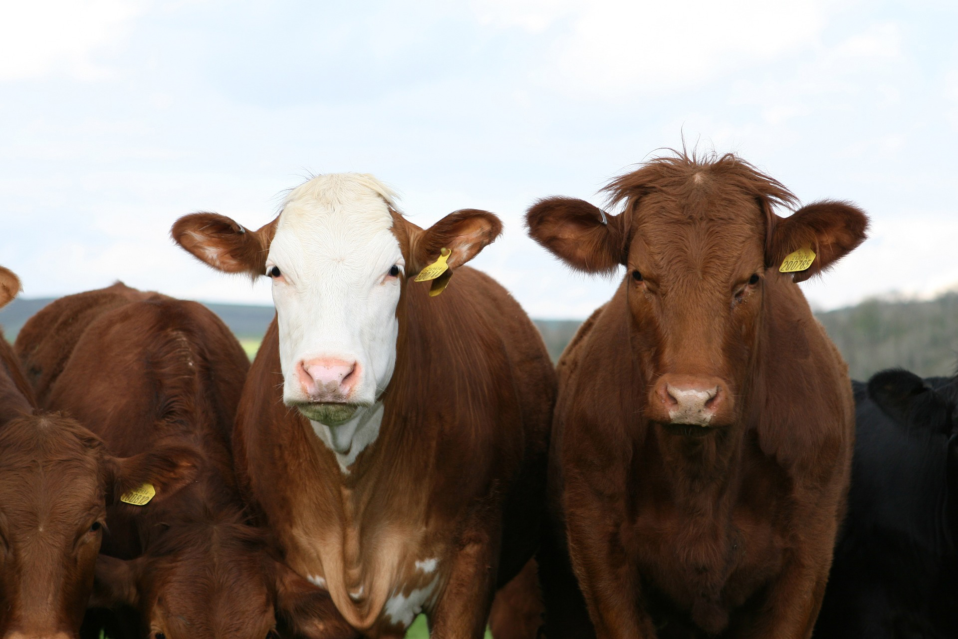 close up of cows in a field