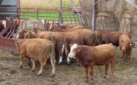brown calves in feeding pen