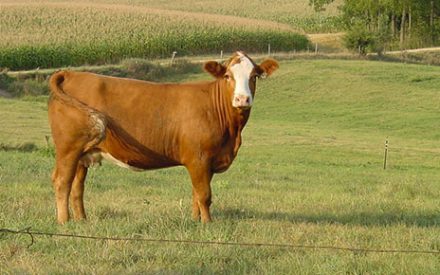One beef cow standing in field