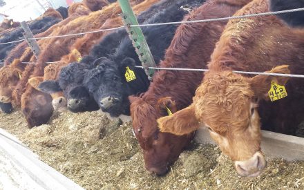 Many beef cattle feeding in pen