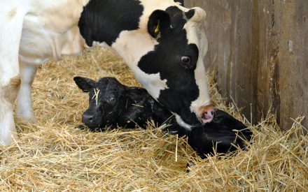 Adult cow standing over newborn calf