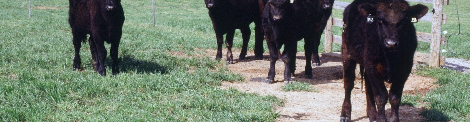 5 Black Cattle Standing in Field
