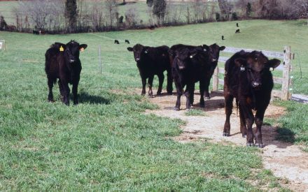 5 Black Cattle Standing in Field