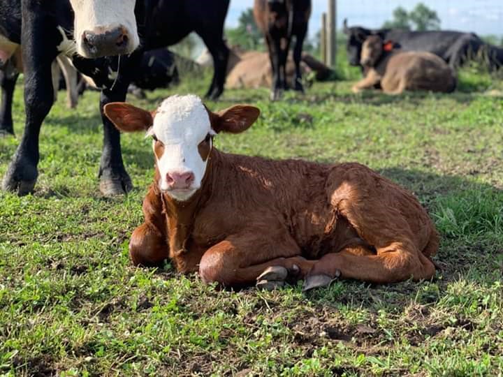 Calf laying in sternal recumbency