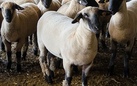 Learn productive ewe management at Extension’s Small Ruminant Webinar in January 2022