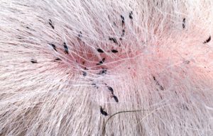Lice Management For Cattle
