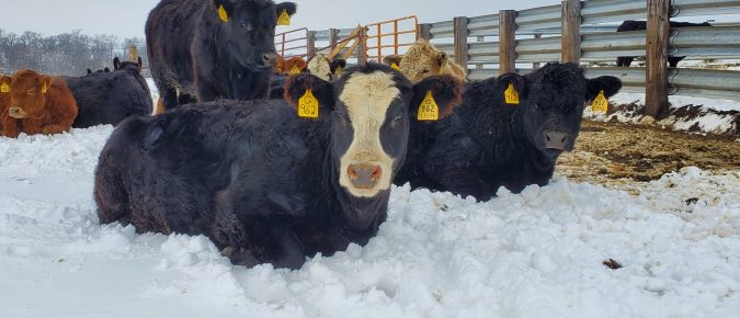 Hay Analysis Guide for Beef Cattle: Determining Winter Feed Needs