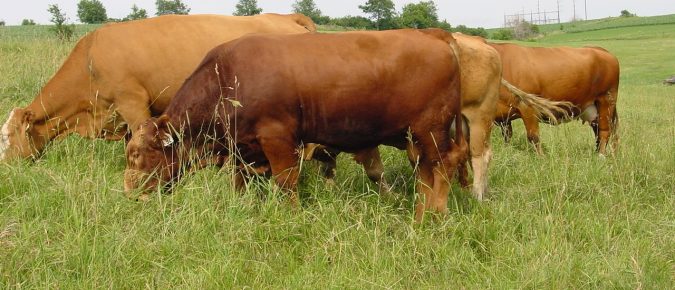Digging deeper into breeding costs for the beef cow-calf operation