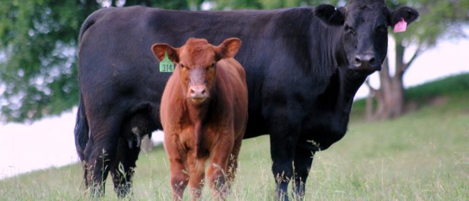 Managing Worms on Summer Pastures