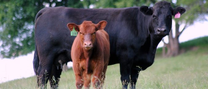Raising beef cattle looks different on every farm