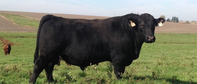 Are your bulls ready for the breeding season?