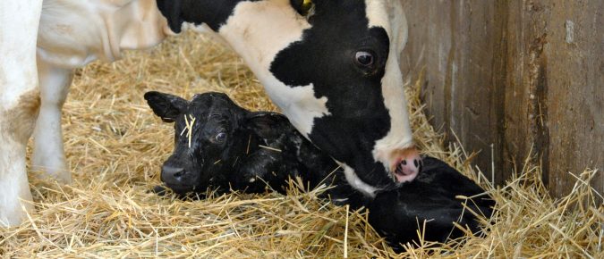 Prevent Respiratory Disease in Dairy x Beef Calves