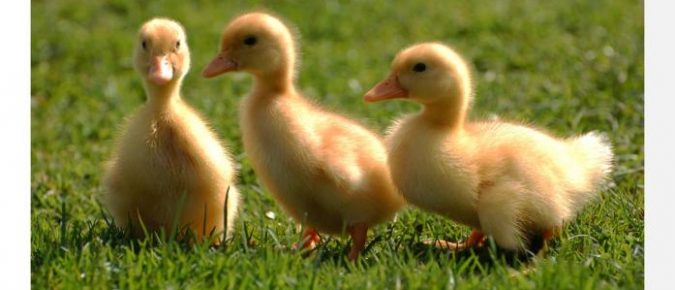 Raising Commercial Ducks as a 4-H or FFA Project