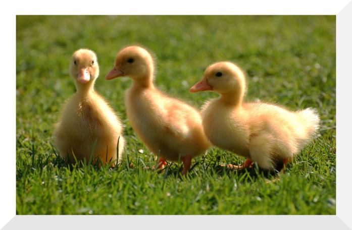 Care of Ducks - Livestock - University of Wisconsin–Madison