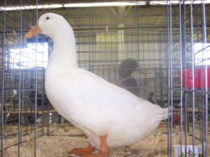 duck.care ataie (duckcare) - Profile