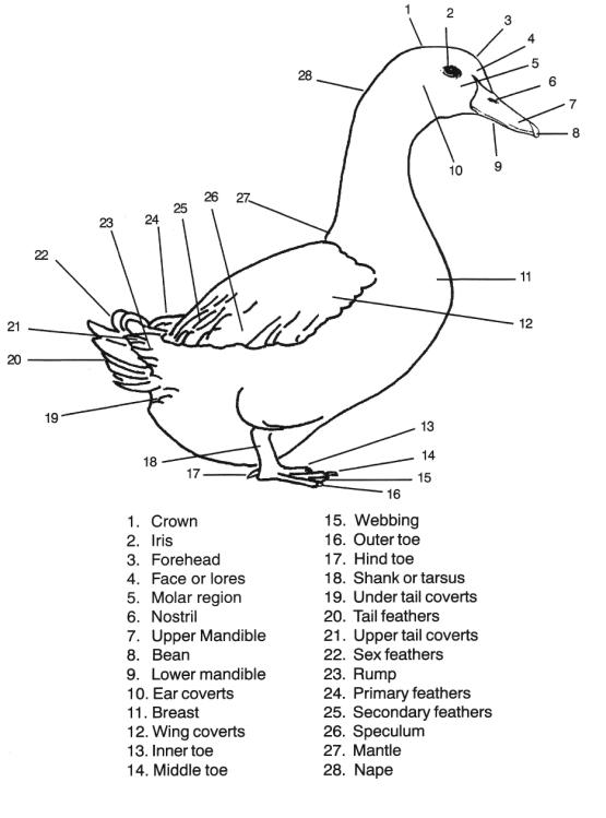 duck face origin