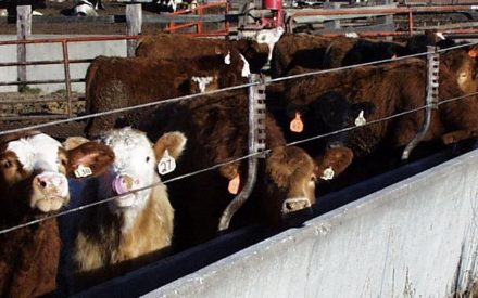 Spring 2022 Cattle Feeder Enterprise Projections