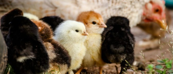 Where to find and how to raise layer chicks