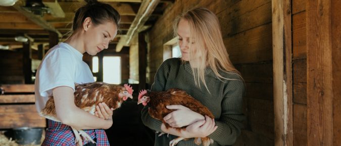 Ready-To-Lay Pullets and Eggs as 4-H or FFA Projects