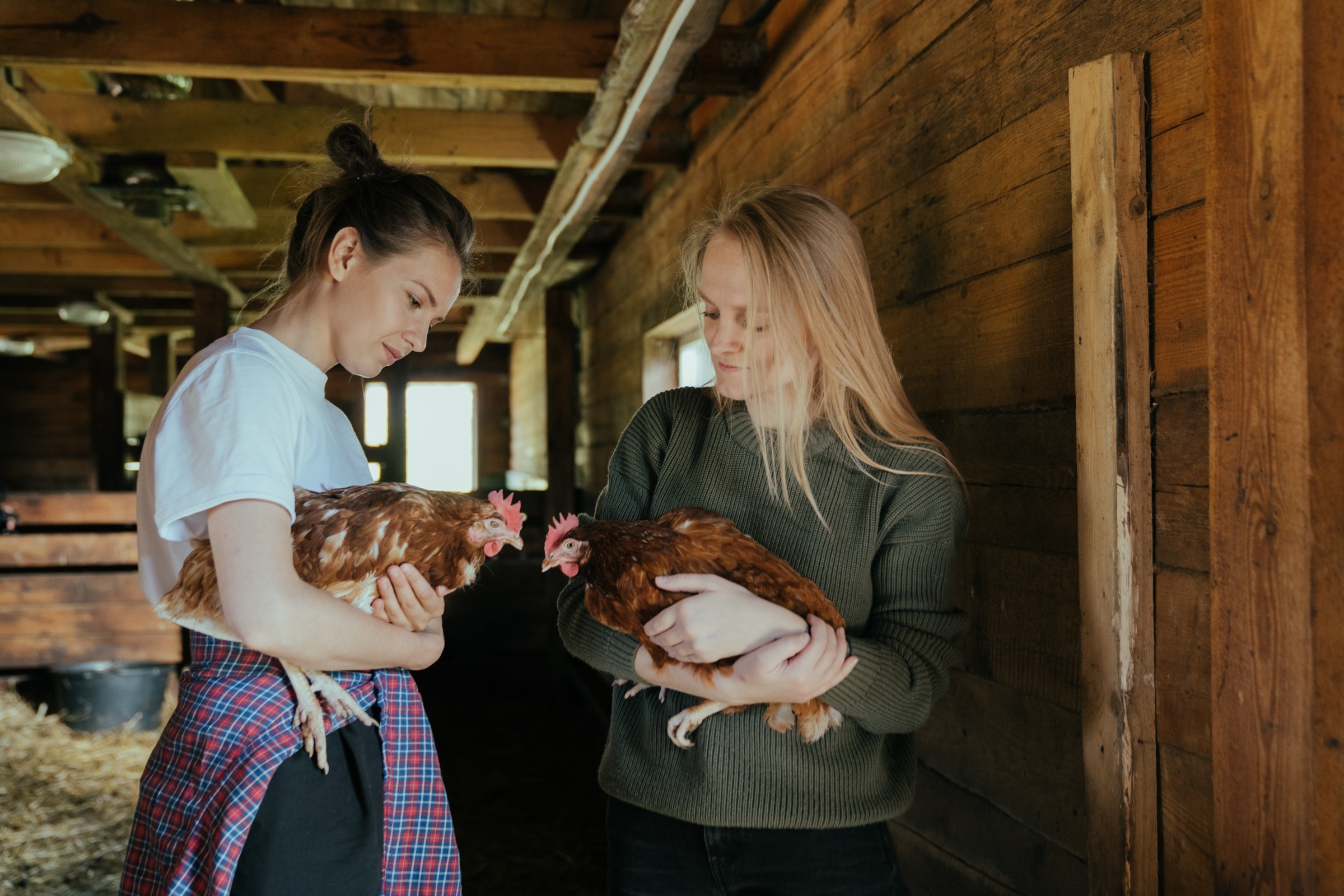 Pullert Ready-To-Lay Pullets and Eggs as 4-H or FFA Projects – Livestock