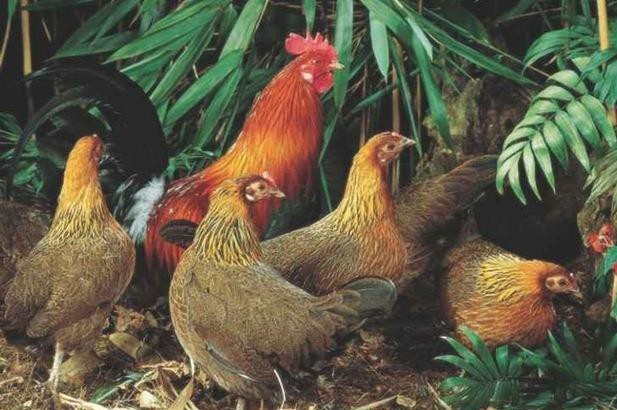 Origin History of the Chicken – Livestock