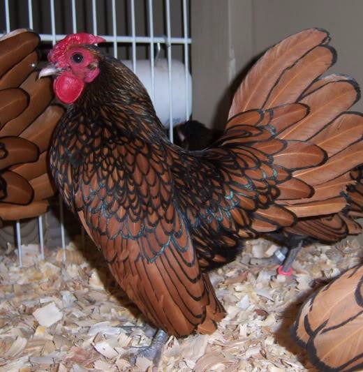 Chicken, Types, Characteristics & Uses