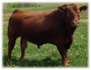 Understanding Beef Sire Summaries – Livestock