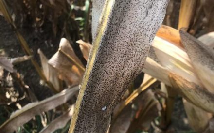 Take precautions to minimize the risk of mycotoxins in feeds this fall and winter