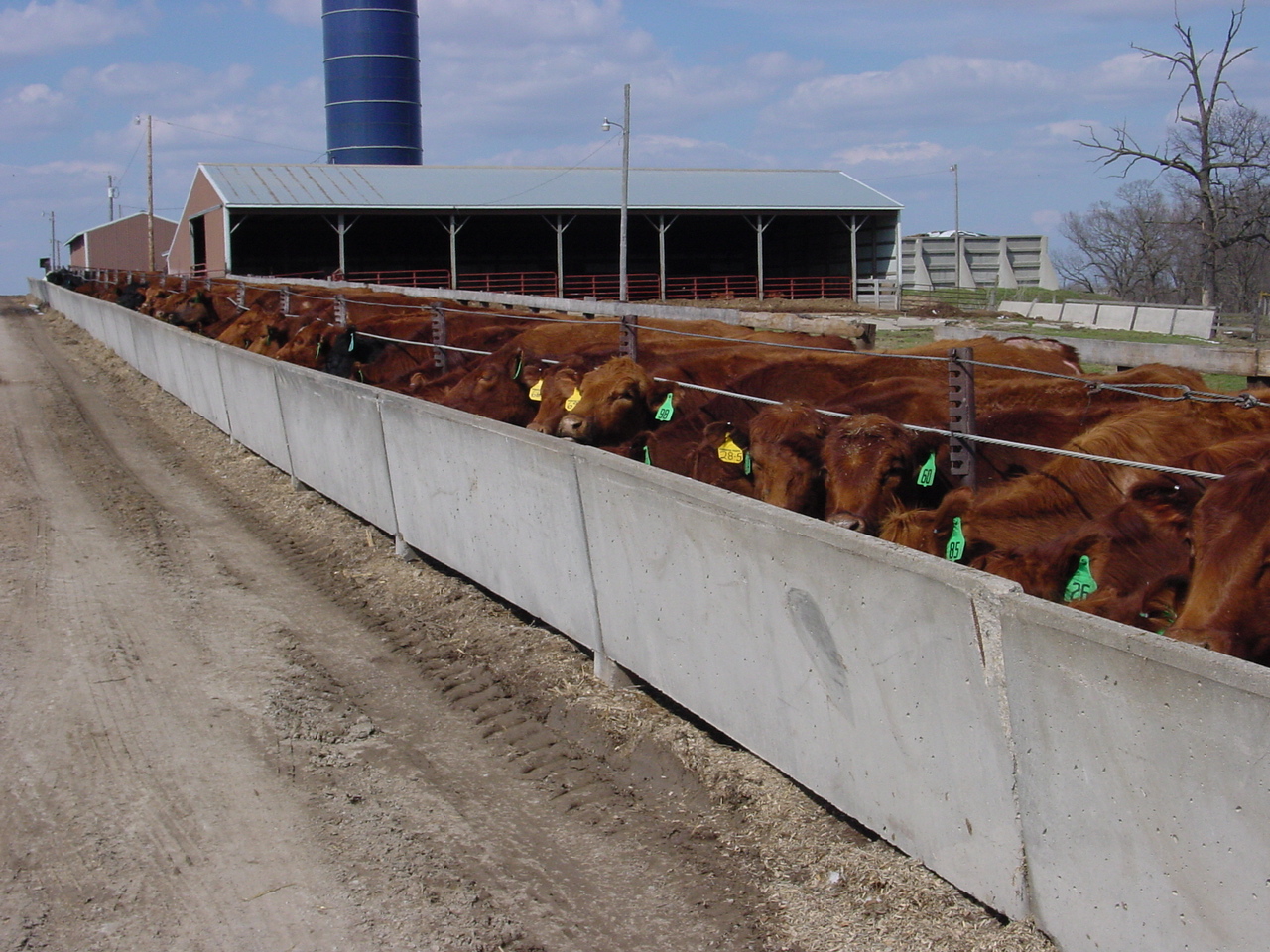 The Costs of “Roughing the Cows though the Winter” – Livestock