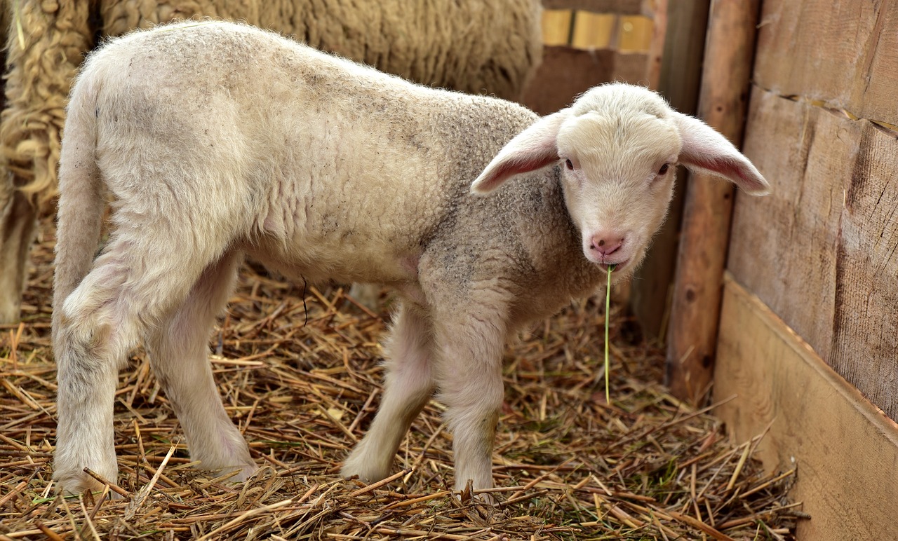 Small Ruminant Nutrition – 2020 Small Ruminant Webinar Series – Livestock
