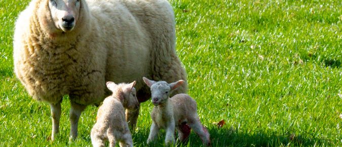 Basic Lambing and Kidding Skills – 2021 Small Ruminant Webinar Series