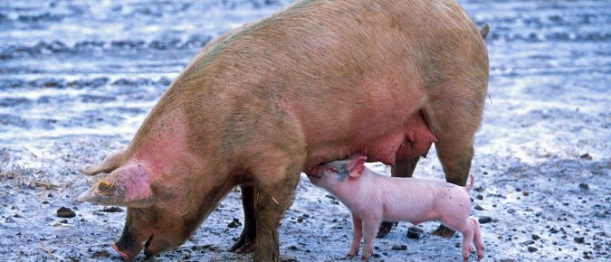 Methods to assess dietary phosphorus adequacy for sows – 2021 Badger Swine Symposium