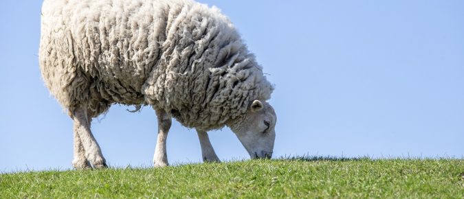 Designing your sheep and goat grazing system – 2021 Small Ruminant Webinar Series