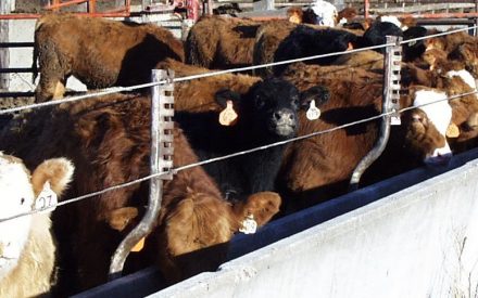 Fall 2021 Cattle Market Situation and Outlook
