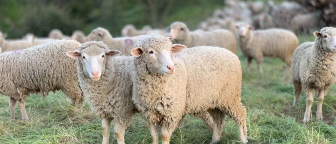Direct Marketing: Building Your Brand For The Future – 2021 Small Ruminant Webinar Series