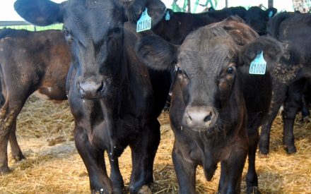 Optimizing value of dairy beef cross cattle from birth to harvest webinar series to be held by UW-Madison Extension