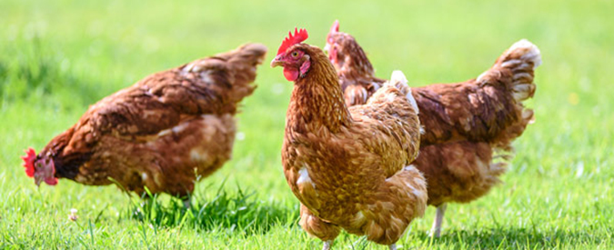 Avian Influenza Concerns: Don’t Let Your Biosecurity Guard Down