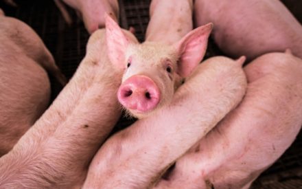 African swine fever risk assessment tool available: BioPorc-RD