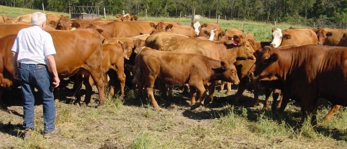 Cattle Handling and Stockmanship Influence on Animal Performance