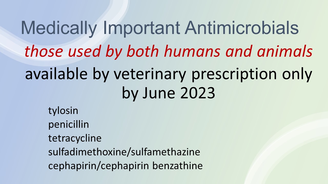 Are you ready? Antibiotics for livestock will be prescription only in 2023  – Livestock