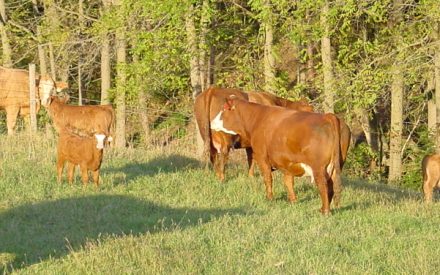 Extension On-Farm Cow-Calf Workshops slated for September and October