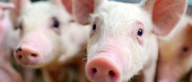 Preparing for a foreign animal disease outbreak in swine production