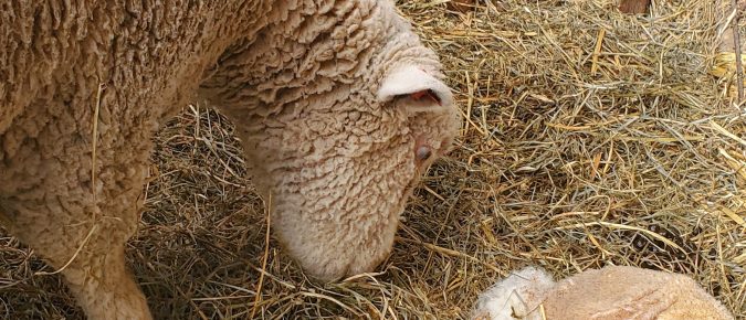 New Sheep Operation Enterprise Budget Tool available for farmers