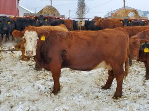 Thin Cows and Limited Hay Resources: What are my options?