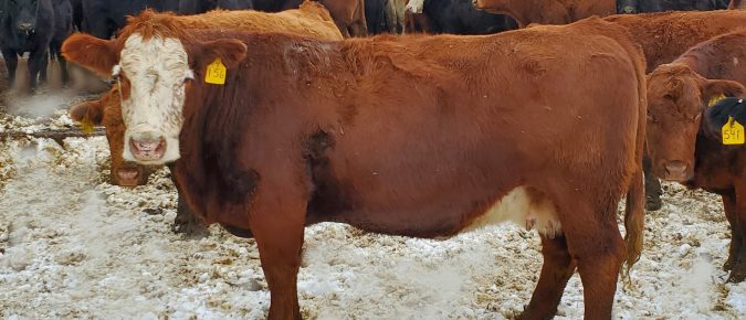 Manage feeding to help cattle handle cold stress